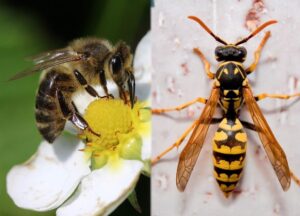 Abelhas e Marimbondos em Suzano